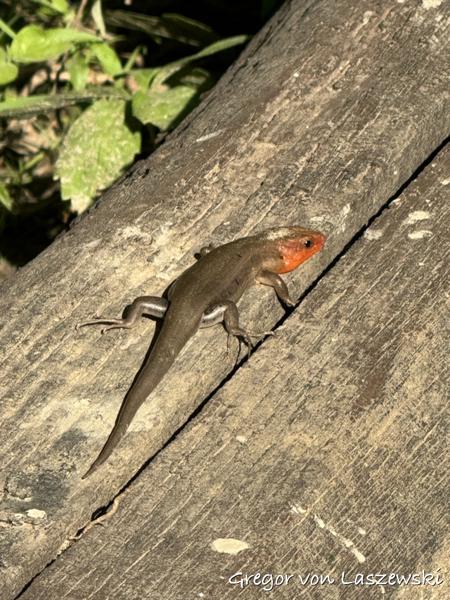  May 12, 2024 6:15 PM, iPhone 15 Pro Max, iPhone 15 Pro Max back triple camera 15.66mm f/2.8, 2052196/131047mm, f/2.8, 1/820s, ISO 50, 