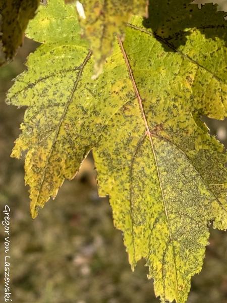  November 5, 2023 9:27 AM, iPhone 15 Pro Max, iPhone 15 Pro Max back triple camera 6.86mm f/1.78, 343/50mm, f/1.8, 1/4049s, ISO 64, 