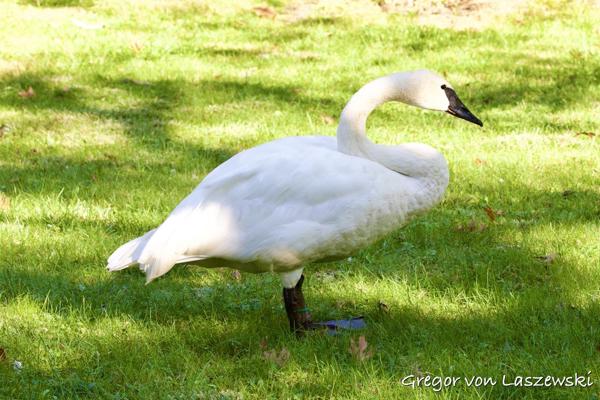  October 6, 2024 10:48 AM, Canon EOS R7, RF100-500mm F4.5-7.1 L IS USM, 100mm, f/8.0, 1/125s, ISO 500, Gregor von Laszewski