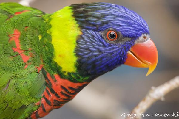  September 3, 2023 10:46 AM, Canon EOS R7, RF100-400mm F5.6-8 IS USM, 347mm, f/9.0, 1/100s, ISO 4000, Gregor von Laszewski