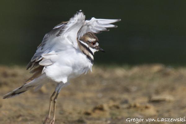  September 11, 2024 11:25 AM, Canon EOS R7, RF800mm F11 IS STM + EXTENDER RF2x, 1600mm, f/22.0, 1/2000s, ISO 5000, Gregor von Laszewski