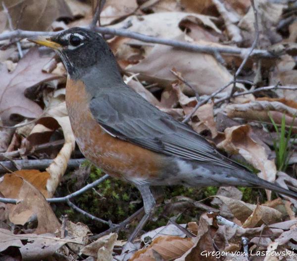  March 26, 2023 8:00 PM, Canon EOS R7, RF100-400mm F5.6-8 IS USM, 400mm, f/8.0, 1/50s, ISO 6400, Gregor von Laszewski
