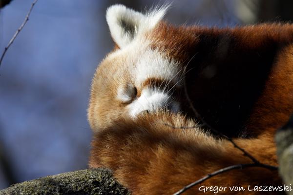  March 18, 2025 11:35 AM, Canon EOS R7, RF100-500mm F4.5-7.1 L IS USM, 500mm, f/7.1, 1/1600s, ISO 640, Gregor von Laszewski
