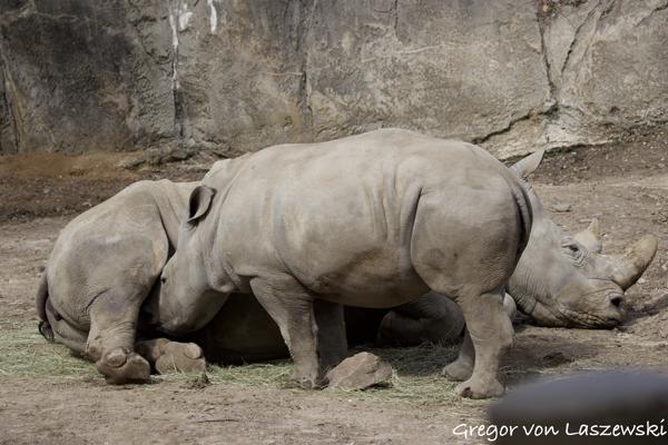  March 18, 2025 12:32 PM, Canon EOS R7, RF100-500mm F4.5-7.1 L IS USM, 100mm, f/5.0, 1/1600s, ISO 250, Gregor von Laszewski