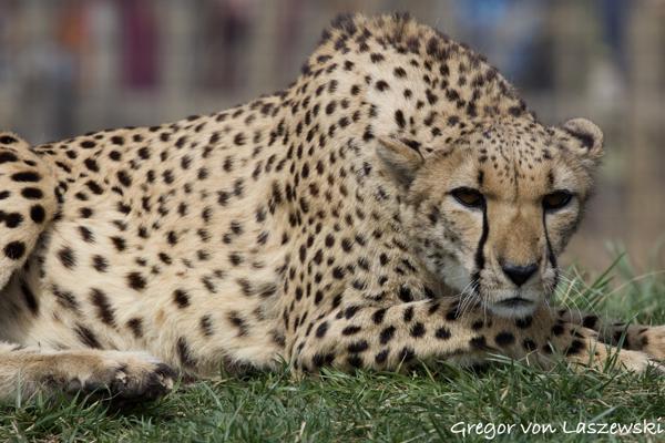  March 18, 2025 12:52 PM, Canon EOS R7, RF100-500mm F4.5-7.1 L IS USM, 500mm, f/8.0, 1/1600s, ISO 400, Gregor von Laszewski