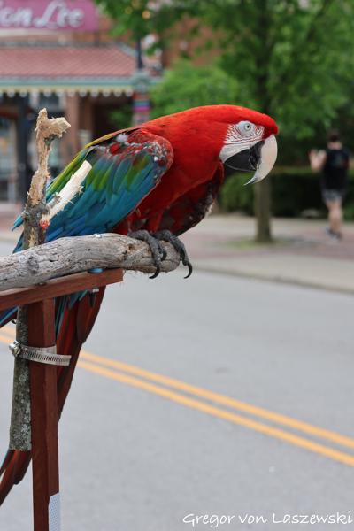  May 13, 2023 5:55 PM, Canon EOS R7, RF-S18-150mm F3.5-6.3 IS STM, 64mm, f/6.3, 1/250s, ISO 200, Gregor von Laszewski