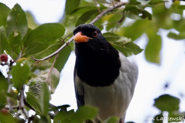  October 12, 2024 1:29 PM, Canon EOS R7, RF100-500mm F4.5-7.1 L IS USM, 500mm, f/7.1, 1/320s, ISO 1000, Gregor von Laszewski