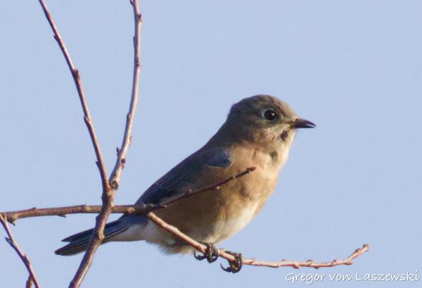  October 30, 2024 9:34 AM, Canon EOS R7, RF200-800mm F6.3-9 IS USM + EXTENDER RF2x, 1600mm, f/20.0, 1/1600s, ISO 6400, Gregor von Laszewski