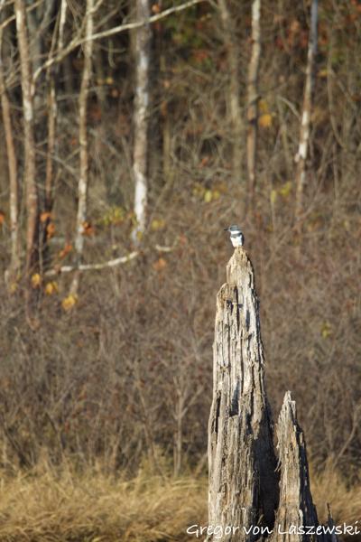  November 2, 2024 5:42 PM, Canon EOS R7, RF200-800mm F6.3-9 IS USM, 800mm, f/9.0, 1/80s, ISO 100, Gregor von Laszewski