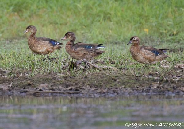  September 6, 2024 6:08 PM, Canon EOS R7, RF800mm F11 IS STM, 800mm, f/11.0, 1/1000s, ISO 4000, Gregor von Laszewski