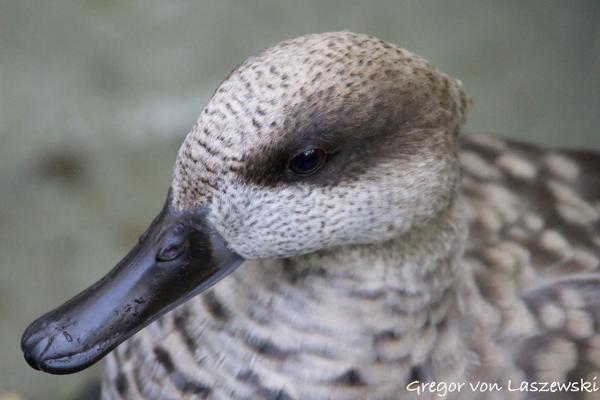  December 30, 2024 4:10 PM, Canon EOS R7, RF100-400mm F5.6-8 IS USM, 400mm, f/8.0, 1/400s, ISO 12800, Gregor von Laszewski