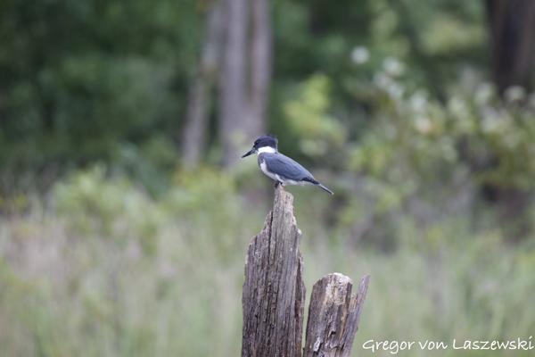  September 6, 2024 7:04 PM, Canon EOS R7, RF800mm F11 IS STM, 800mm, f/11.0, 1/60s, ISO 1600, Gregor von Laszewski