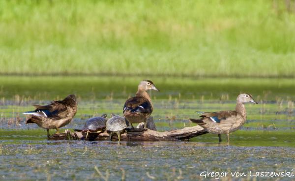 August 19, 2024 5:27 PM, Canon EOS R7, RF100-400mm F5.6-8 IS USM + EXTENDER RF2x, 800mm, f/16.0, 1/640s, ISO 1600, Gregor von Laszewski
